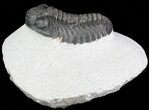 Bargain, Phacops Trilobite - Morocco #68608-1